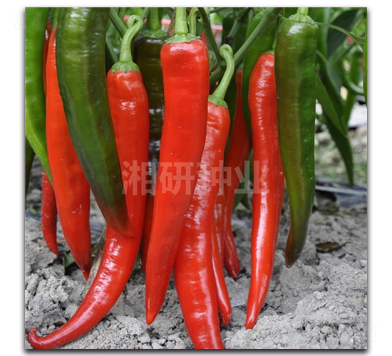 �������-ţ�ǽ��N��-���зN�I(y��)