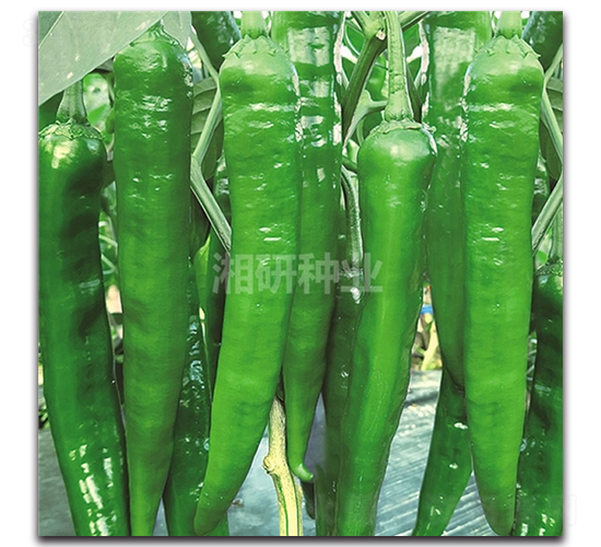 ����55-ţ�ǽ��N��-���зN�I(y��)