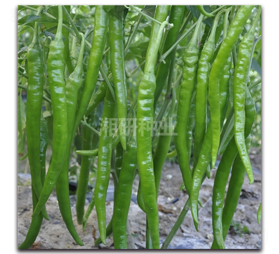 ����ʮ��̖(h��o)-�����N��-���зN�I(y��)