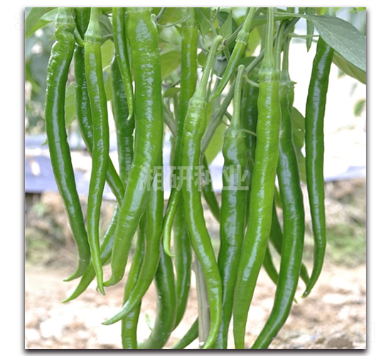 ����ʮ̖-�����N��-���зN�I(y��)