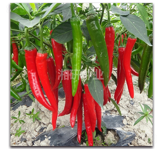 ��������̖(h��o)-�����N��-���зN�I(y��)