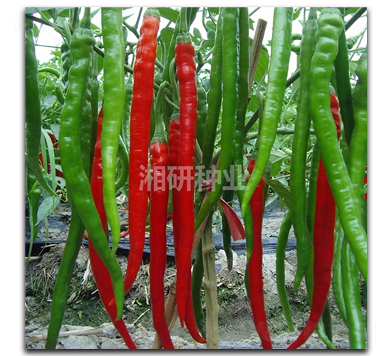 ����-�����N��-���зN�I(y��)