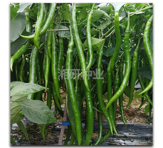 ����27-�����N��-���зN�I(y��)