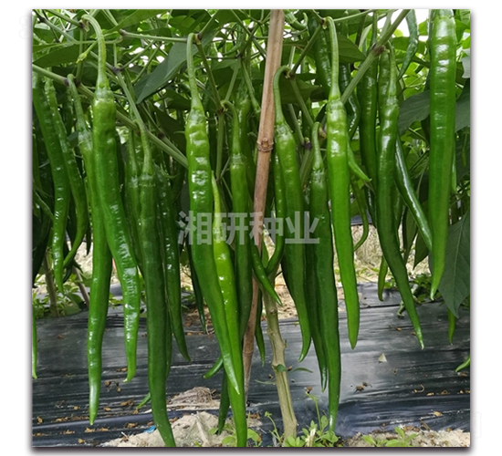 �ɻ�-�����N��-���зN�I(y��)