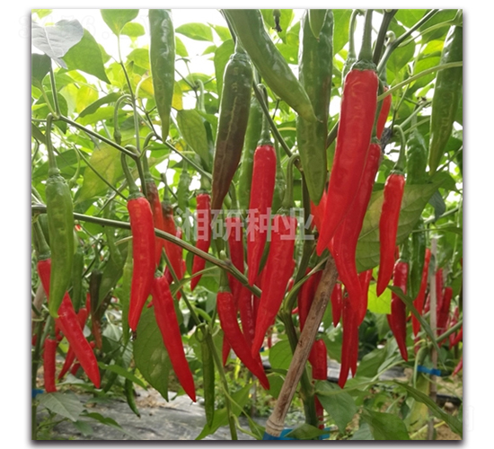 ����670-�����N��-���зN�I(y��)