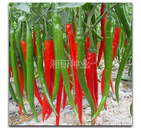 ������̖(h��o)-�����N��-���зN�I(y��)