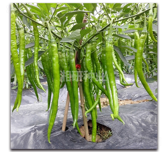 ����ʮ��̖-�����N��-���зN�I(y��)