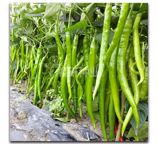 �䄦-�����N��-���зN�I(y��)