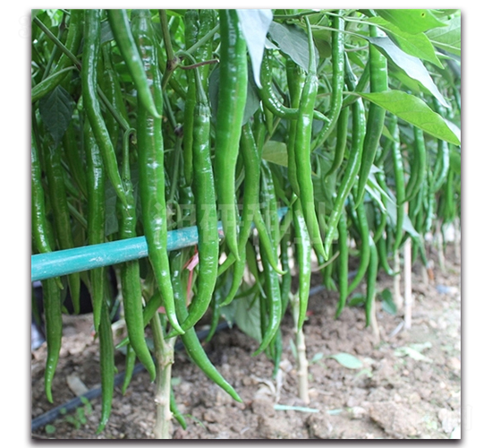 ����ʮ��̖(h��o)-�����N��-���зN�I(y��)