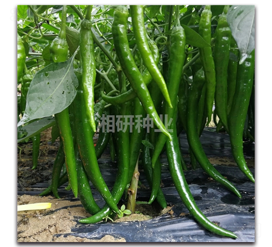 ����174-�����N��-���зN�I(y��)