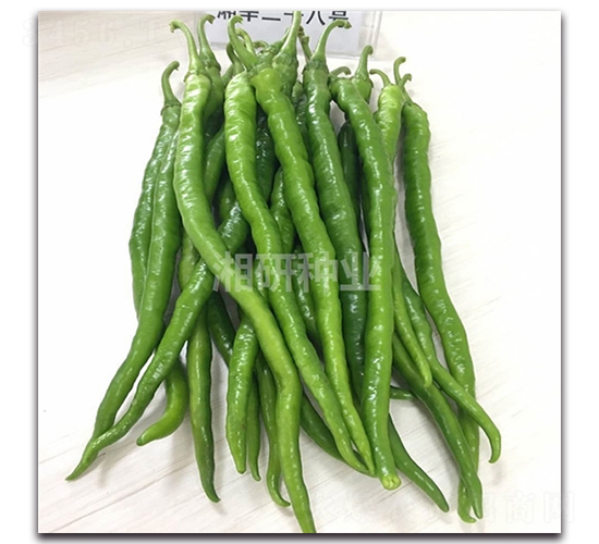 ����28-�����N��-���зN�I(y��)