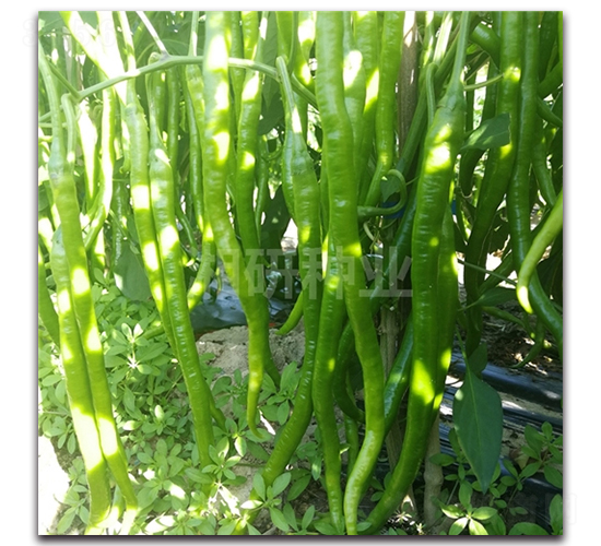 1108-�����N��-���зN�I(y��)