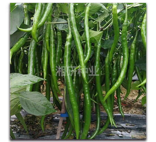 ����-�����N��-���зN�I(y��)