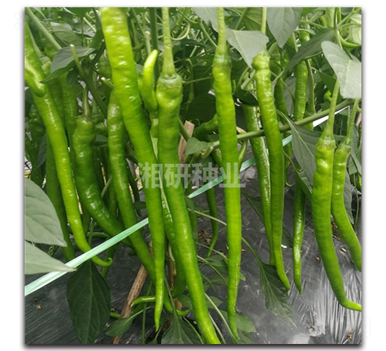 ����21-�����N��-���зN�I(y��)