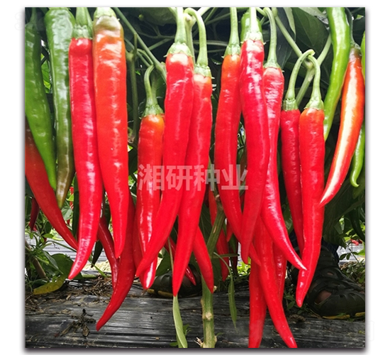 ����207-�����N��-���зN�I(y��)