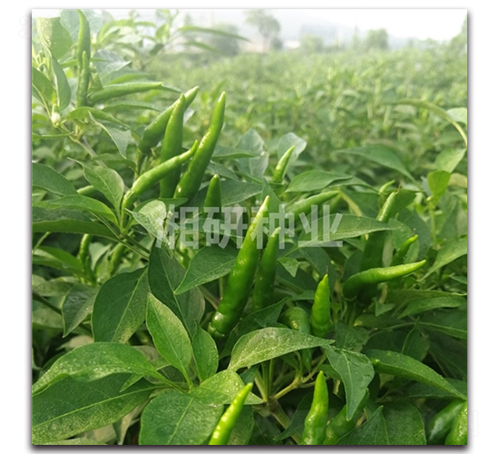 ����53-���콷�N��-���зN�I(y��)