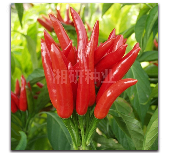 �tצ-���콷�N��-���зN�I(y��)