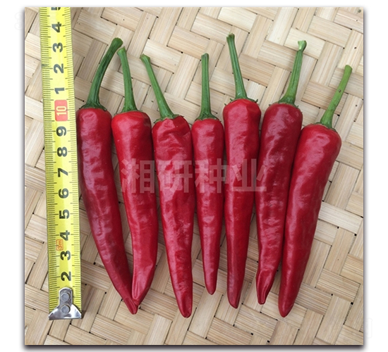 �w�t-���콷�N��-���зN�I(y��)