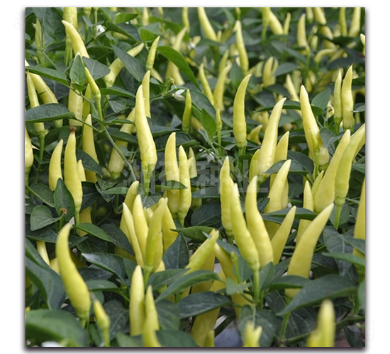 ����-���콷�N��-���зN�I(y��)