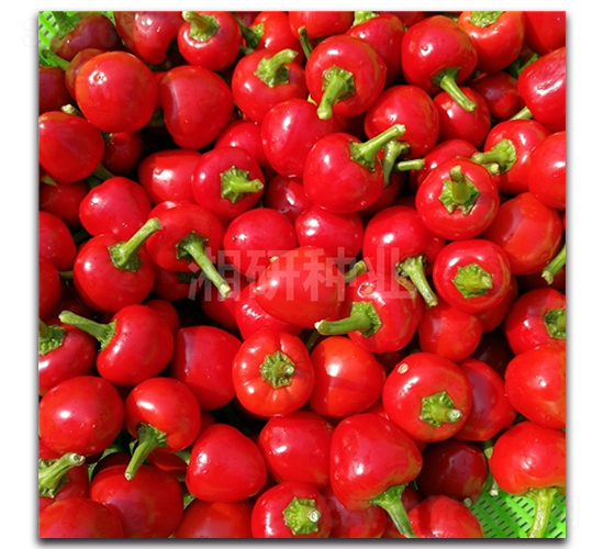 ��������-���콷�N��-���зN�I(y��)