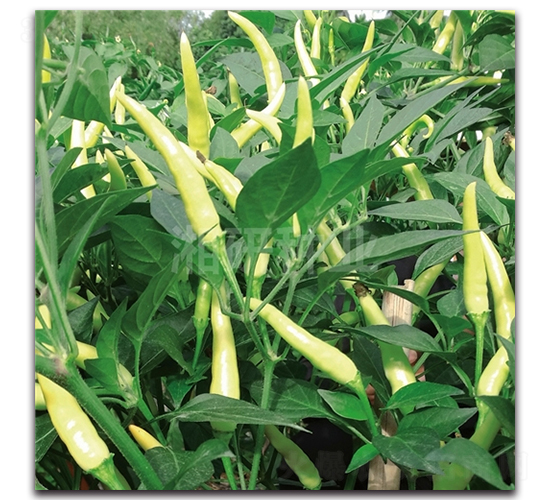 ���G-���콷�N��-���зN�I(y��)