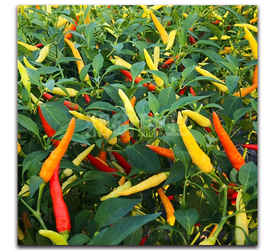 �ǐ�-���콷�N��-���зN�I(y��)