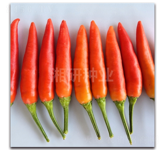 ����231-���콷�N��-���зN�I(y��)