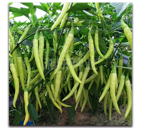 ������-���콷�N��-���зN�I(y��)