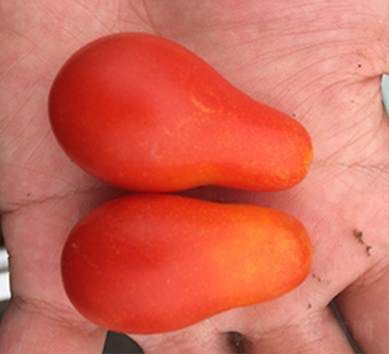 �t����-���ѷN��-�|���N�I(y��)