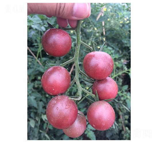 ������-���ѷN��-�|���N�I(y��)