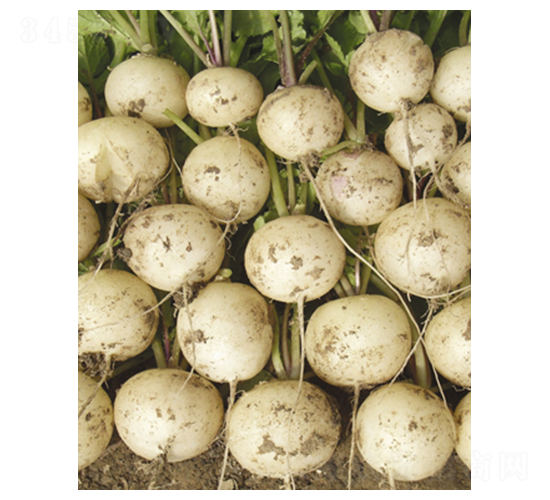 ����ʹ�����}��-�}���N��-�|���N�I(y��)