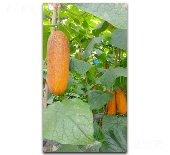 ��Ƥ���S��F1-�S�ϷN��-Ψ�r(n��ng)�N�I(y��)