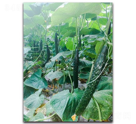 ��Gʿ5̖F1-�S�ϷN��-Ψ�r(n��ng)�N�I(y��)