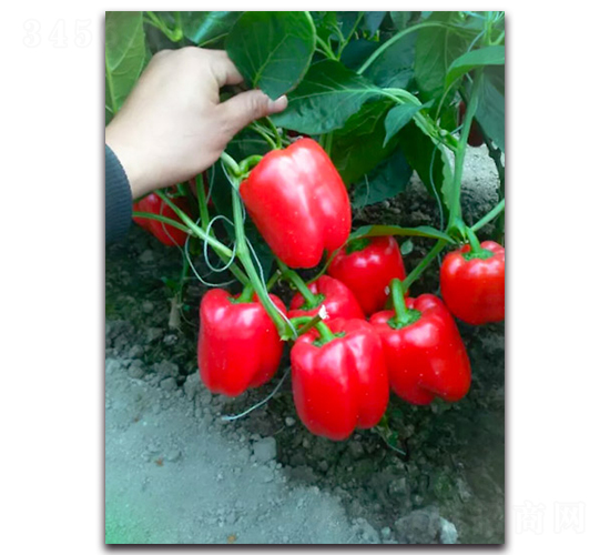 �t��-�����N��-Ψ�r(n��ng)�N�I(y��)