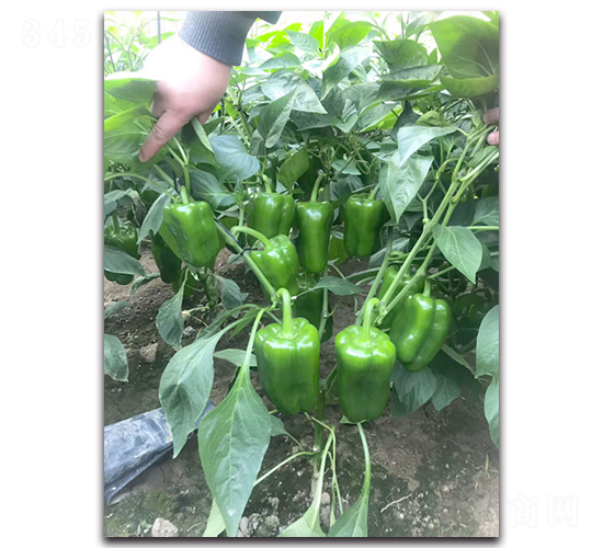 ���_F1-�����N��-Ψ�r(n��ng)�N�I(y��)