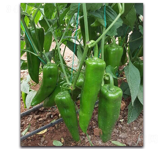 ���F�DF1-�����N��-Ψ�r(n��ng)�N�I(y��)