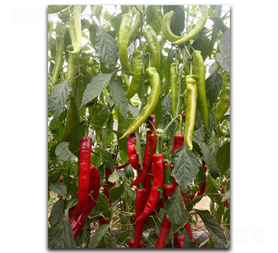 �t̫��һ̖(h��o)-�����N��-Ψ�r(n��ng)�N�I(y��)