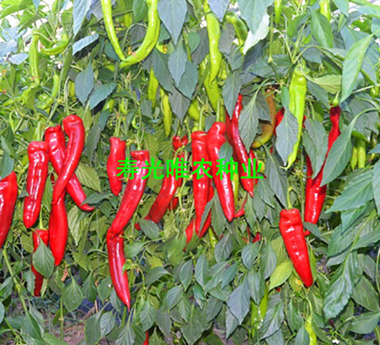 �t̫��3̖F1-�����N��-Ψ�r(n��ng)�N�I(y��)