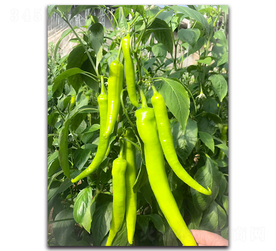 �G��һ̖(h��o)F1-�����N��-Ψ�r(n��ng)�N�I(y��)