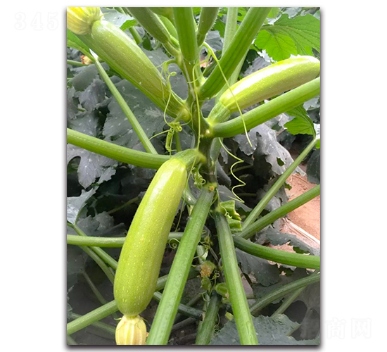 �ľGһ̖(h��o)F1-�����J�N��-Ψ�r(n��ng)�N�I(y��)