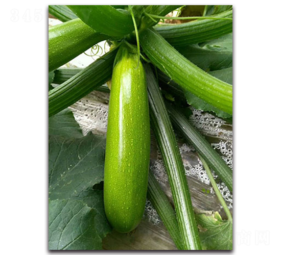 �¾G��F1-�����J�N��-Ψ�r(n��ng)�N�I(y��)