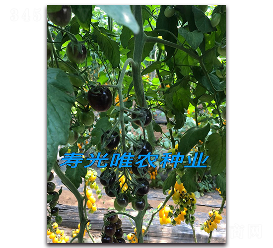 ������-���ҷ��ѷN��-Ψ�r�N�I(y��)