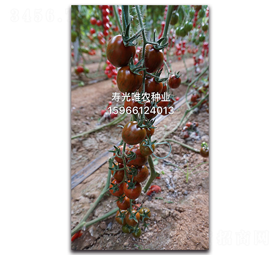 ��ؐؐF1-���ҷ��ѷN��-Ψ�r(n��ng)�N�I(y��)