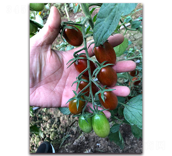 �Ͼ�F1-�������ѷN��-Ψ�r(n��ng)�N�I(y��)