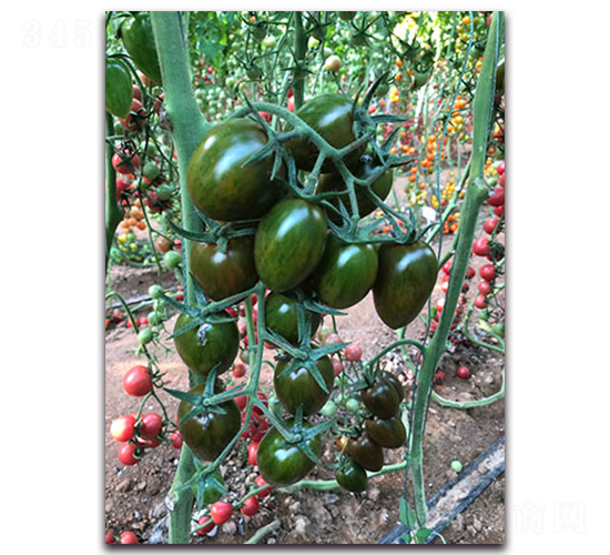 ����F1-���ҷ��ѷN��-Ψ�r(n��ng)�N�I(y��)