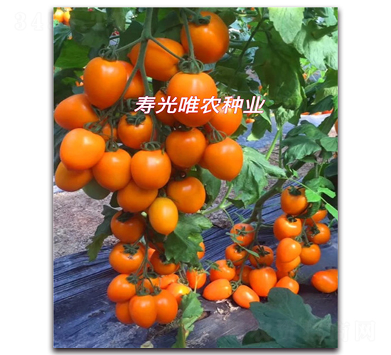 �S�_�RF1-���ҷ��ѷN��-Ψ�r(n��ng)�N�I(y��)