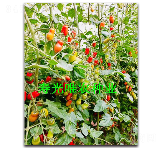 �t��F1-�������ѷN��-Ψ�r(n��ng)�N�I(y��)