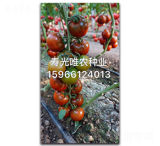 ��õ��F1-���ҷ��ѷN��-Ψ�r(n��ng)�N�I(y��)