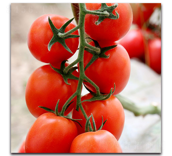 �t�_�RF1-���ҷ��ѷN��-Ψ�r(n��ng)�N�I(y��)