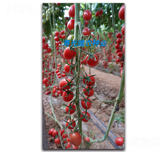 ����һ̖(h��o)F1-���ҷ��ѷN��-Ψ�r(n��ng)�N�I(y��)